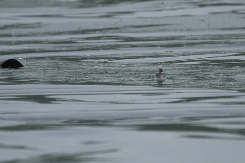 iNaturalist image