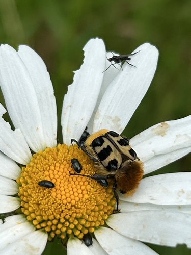 French Flower Chafer