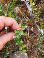 Gaultheria colensoi