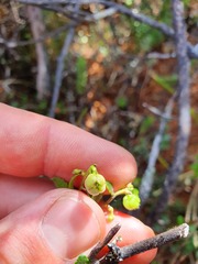 Gaultheria colensoi