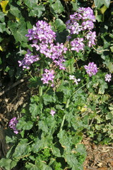 Lunaria annua