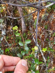 Gaultheria colensoi
