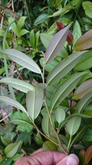 Pentaphylacaceae
