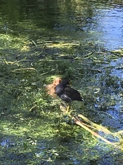 Gallinula chloropus