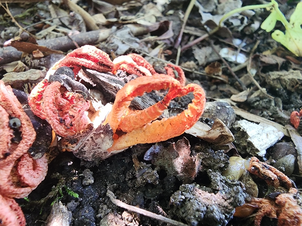 stinky squid · June 2026 · photo: Photo: no rights reserved · iNaturalist