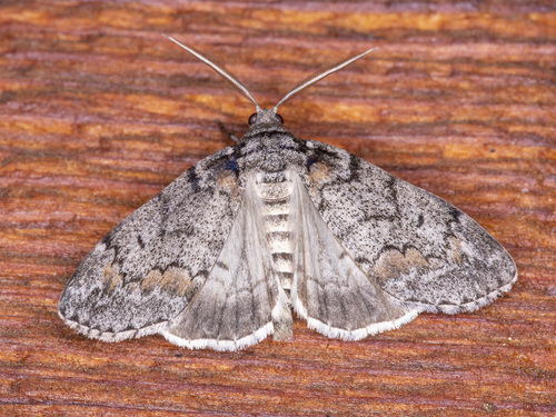 Smyriodes trigramma (Lower, 1892)