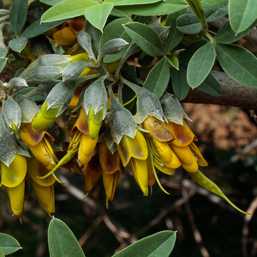 Bean Trefoil
