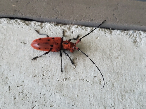 Red Spotted Longhorn Beetle
