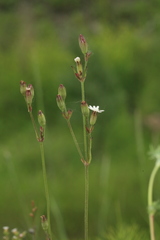 Silene aprica
