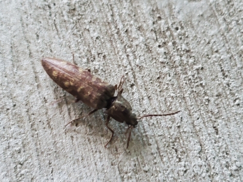 Pectocera fortunei