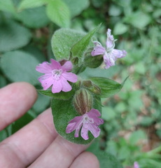 Silene × hampeana, photograph (c) Bartosz Czołczyński, some rights reserved (CC BY)