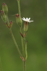 Silene aprica
