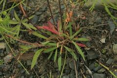 Silene aprica