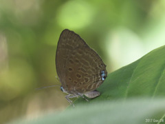 Arhopala major