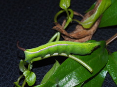 Macroglossum corythus corythus