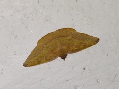 Heterolocha