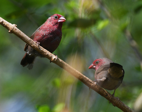 iNaturalist image