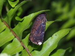 Callyna monoleuca