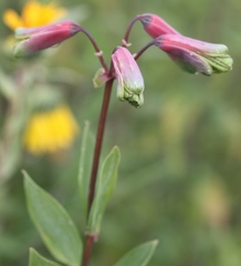 Alstroemeriaceae