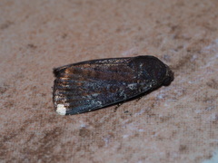 Callyna monoleuca
