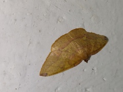 Heterolocha