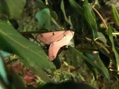 Ophiusa parcemacula