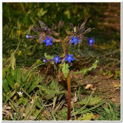 Anchusa stylosa