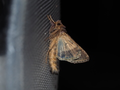 Chrysodeixis minutus