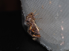 Chrysodeixis minutus