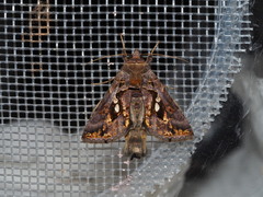 Chrysodeixis minutus