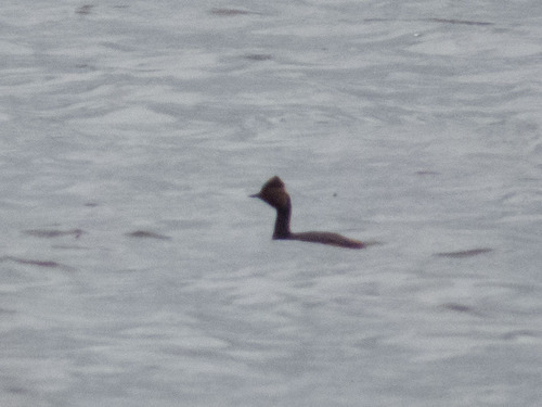 iNaturalist image