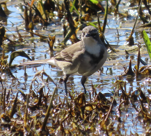 iNaturalist image