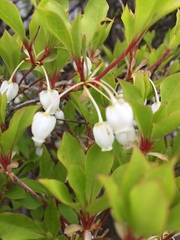 Enkianthus perulatus