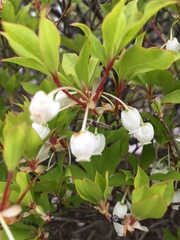 Enkianthus perulatus