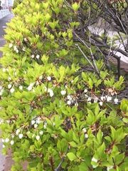 Enkianthus perulatus