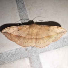 Anticarsia irrorata