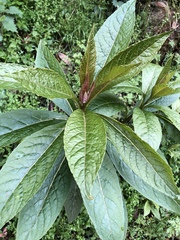 Phytolacca japonica