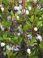 Enkianthus perulatus