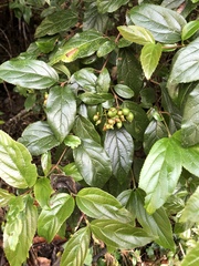 Viburnum taitoense