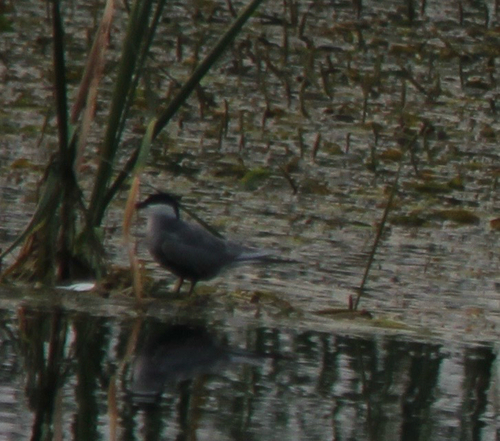 iNaturalist image