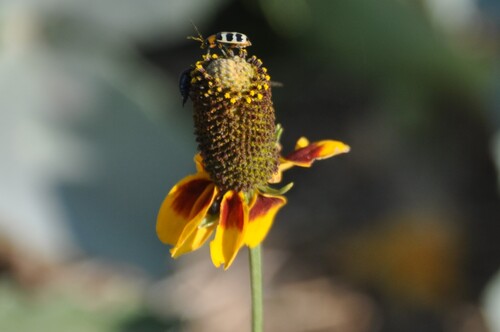 Checkered Melon Beetle
