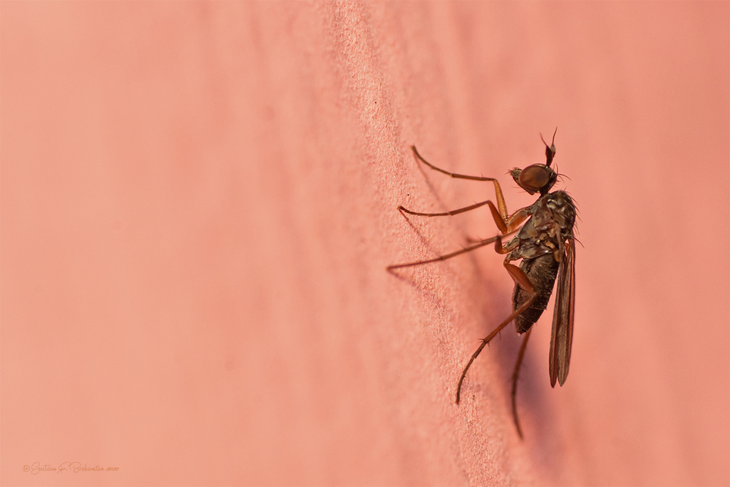 Achalcinae