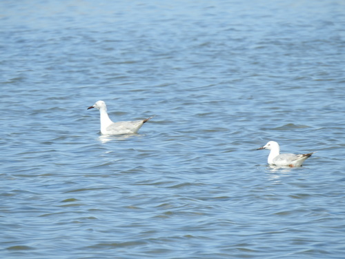 iNaturalist image