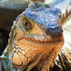 Iguana iguana