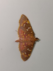 Rhectothyris gratiosalis