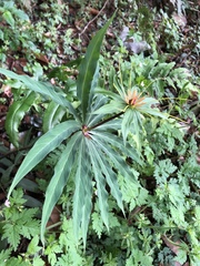 Paris polyphylla stenophylla