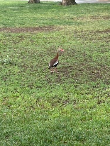 Black-bellied Whistling-Duck