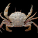 Liocarcinus - Photo (c) Hans Hillewaert, some rights reserved (CC BY-SA)