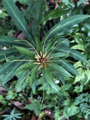 Paris polyphylla stenophylla