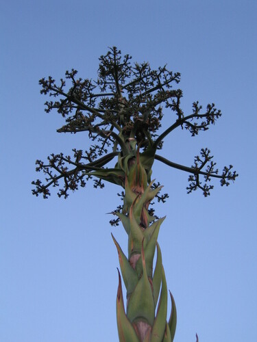 Agave americana